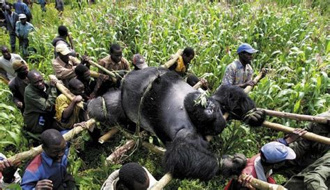 why do gorillas show their bum, and what does it say about their social dynamics and communication strategies?